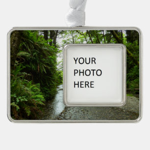 Fern Canyon II im Redwood-Nationalpark Rahmen-Ornament Silber