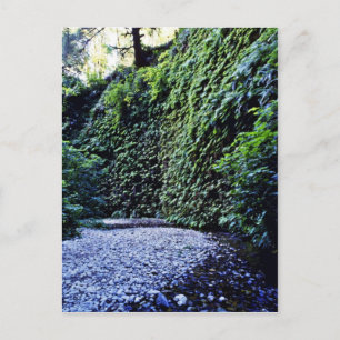 Fern Canyon, Prairie Creek Postkarte