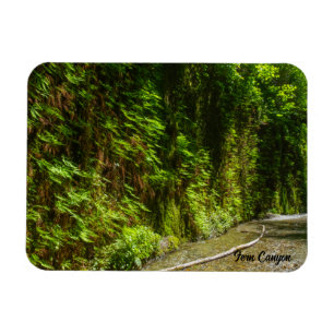 Fern Canyon Redwood Nationalpark California Magnet
