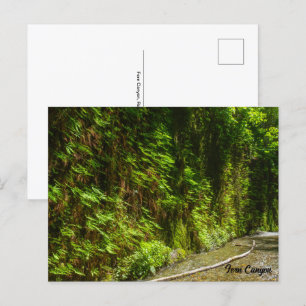 Fern Canyon Redwood Nationalpark California Postkarte