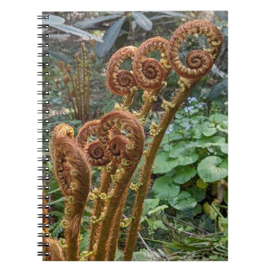 Fern Fiddleheads Botanical Notizblock (Vorderseite)