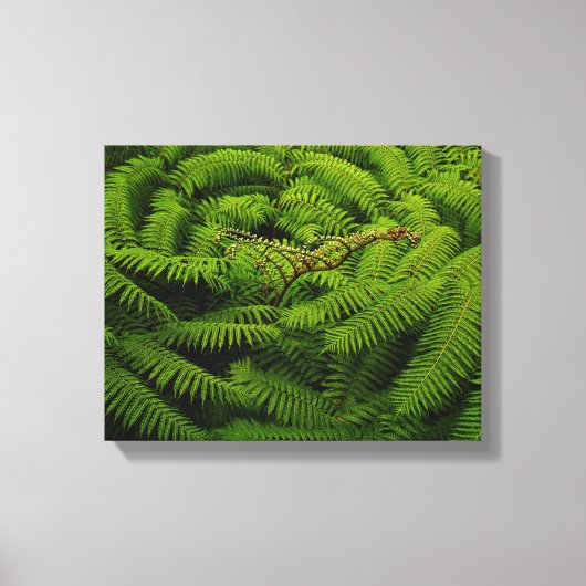 Fern Fine Art Fotograf Leinwanddruck (Vorderseite)