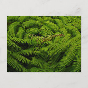 Fern Fine Art Fotograf Postkarte