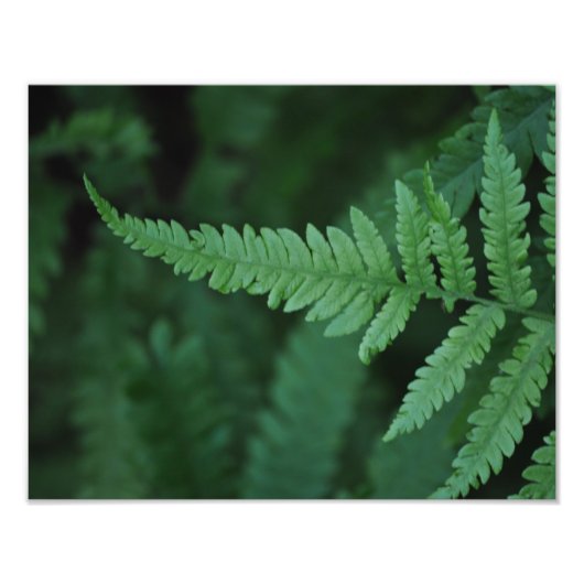 Fern Fotodruck (Vorne)