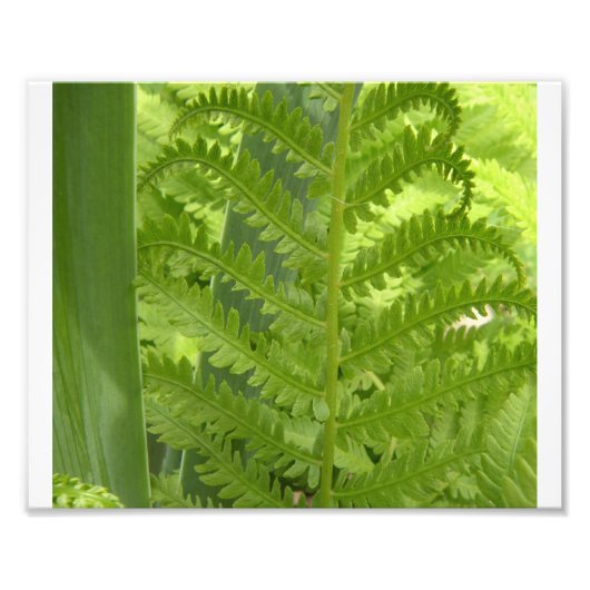 Fern Fotodruck (Vorne)