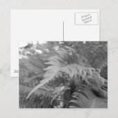 Fern Friendly Postkarte (Vorne/Hinten)