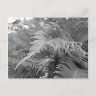 Fern Friendly Postkarte