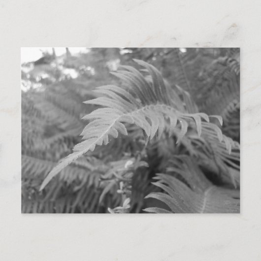 Fern Friendly Postkarte (Vorderseite)