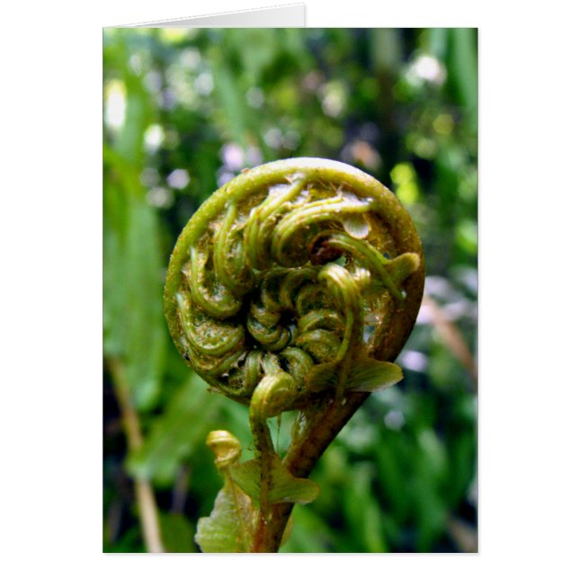 Fern Frond (Vorne)