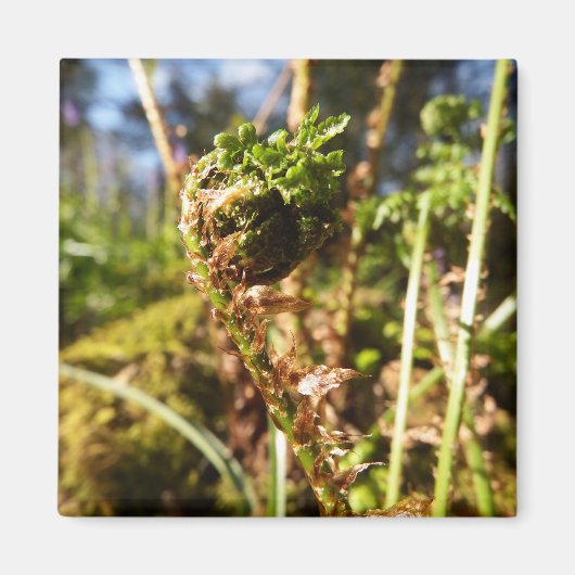 Fern Frond Magnet (Vorne)