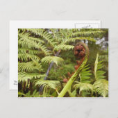 Fern Frond, New Zealand Postkarte (Vorne/Hinten)