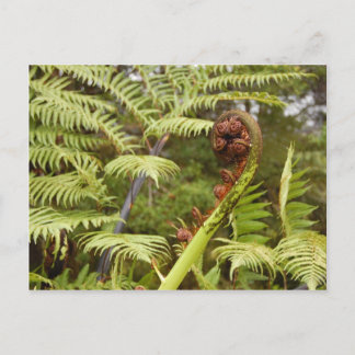 Fern Frond, New Zealand Postkarte