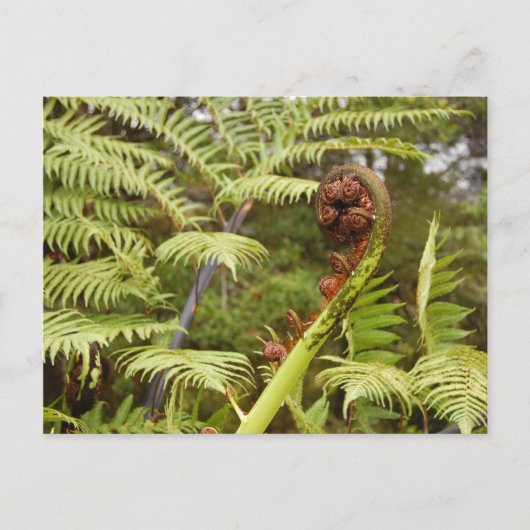 Fern Frond, New Zealand Postkarte (Vorderseite)