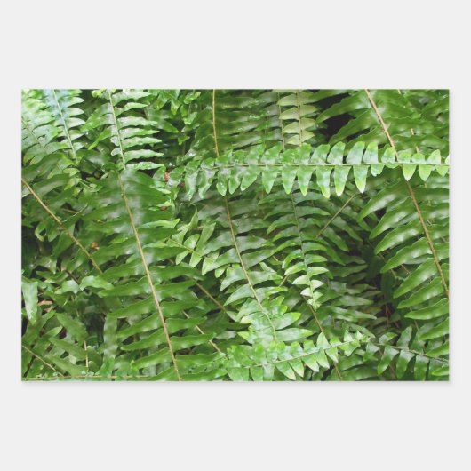 Fern Fronds I Green Nature Geschenkpapier Set (Vorderseite)