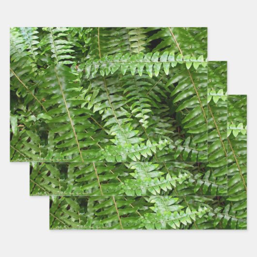 Fern Fronds I Green Nature Geschenkpapier Set (Set)