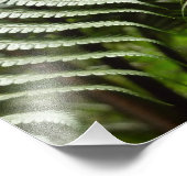 Fern Fronds II Dunkle grüne Natur Fotodruck (Ecke)