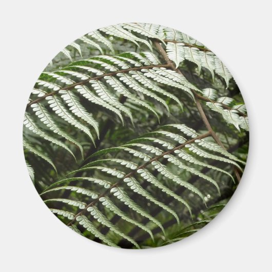 Fern Fronds II Dunkle grüne Natur Magnet (Vorne)