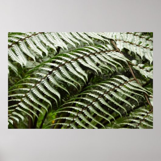 Fern Fronds II Dunkle grüne Natur Poster (Vorne)