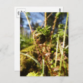 Fern Frontend Postkarte (Vorne/Hinten)