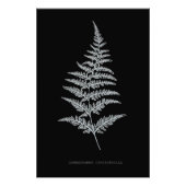 Fern - Gymnogramma Chrysophylla. Röntgeneffekt - 0 Fotodruck (Vorne)