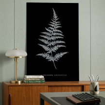 Fern - Gymnogramma Chrysophylla. Röntgeneffekt - 0
