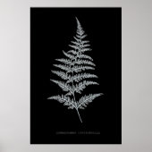 Fern - Gymnogramma Chrysophylla. Röntgeneffekt - 0 Poster (Vorne)