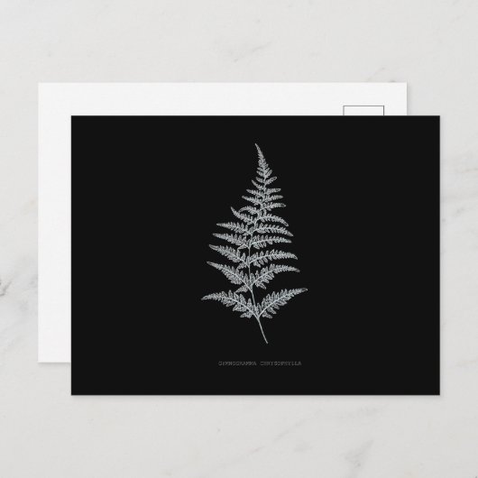 Fern - Gymnogramma Chrysophylla. Röntgeneffekt - 0 Postkarte (Vorne/Hinten)