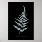 Fern - Gymnogramma L’herminieri. Röntgeneffekt - 0 Poster (Vorne)