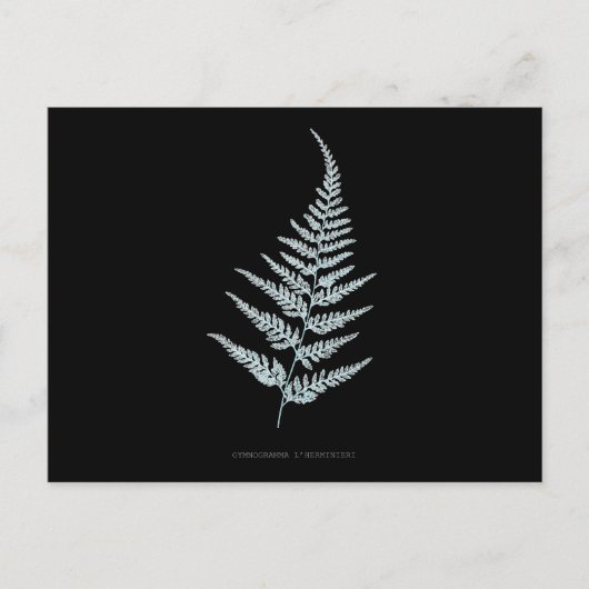 Fern - Gymnogramma L’herminieri. Röntgeneffekt - 0 Postkarte (Vorderseite)