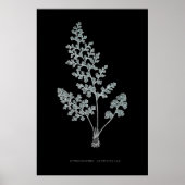 Fern - Gymnogramma Leptophylla - Röntgenwirkung - Poster (Vorne)