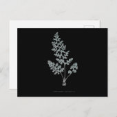 Fern - Gymnogramma Leptophylla - Röntgenwirkung - Postkarte (Vorne/Hinten)