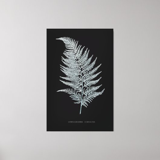 Fern - Gymnogramma Ochracea - Röntgenwirkung - 02 Leinwanddruck (Vorderseite)