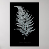 Fern - Gymnogramma Ochracea - Röntgenwirkung - 02 Poster (Vorne)