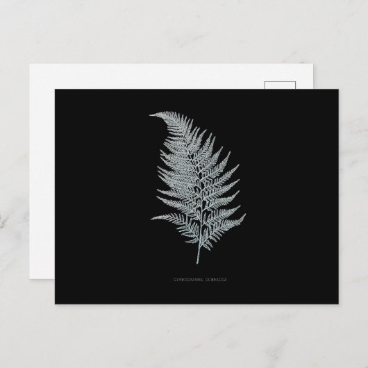 Fern - Gymnogramma Ochracea - Röntgenwirkung - 02 Postkarte (Vorne/Hinten)