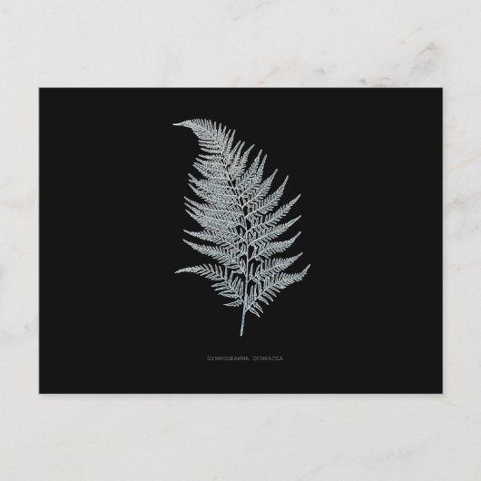 Fern - Gymnogramma Ochracea - Röntgenwirkung - 02 Postkarte (Vorderseite)