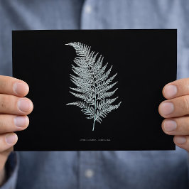 Fern - Gymnogramma Ochracea - Röntgenwirkung - 02 Postkarte