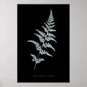 Fern - Gymnogramma Sulphurea - Röntgenwirkung - 03 Poster (Vorne)