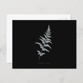 Fern - Gymnogramma Sulphurea - Röntgenwirkung - 03 Postkarte