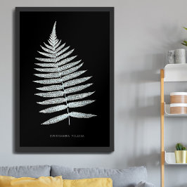Fern - Gymnogramma Villosa - Röntgeneffekt - 06 Poster