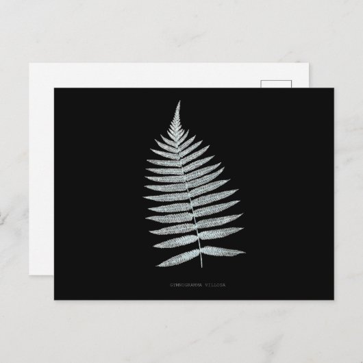 Fern - Gymnogramma Villosa - Röntgeneffekt - 06 Postkarte (Vorne/Hinten)
