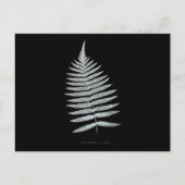 Fern - Gymnogramma Villosa - Röntgeneffekt - 06 Postkarte (Vorderseite)