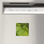 Fern Magnet (In Situ (Geschirrspüler))