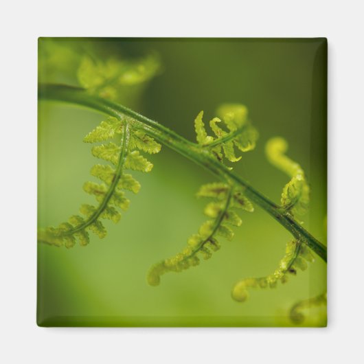 Fern Magnet (Vorne)