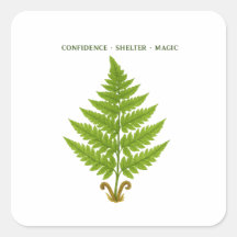 Fern Meaning