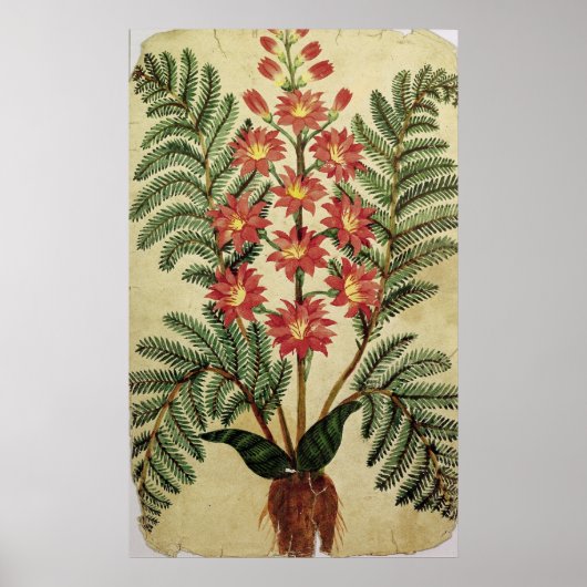 Fern mit roten und gelben Blumen Poster (Vorne)