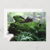 Fern & Moss Postkarte (Vorne/Hinten)