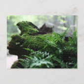 Fern & Moss Postkarte (Vorderseite)