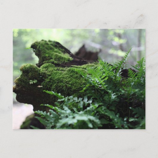 Fern & Moss Postkarte (Vorderseite)