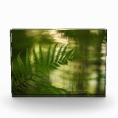 Fern Nature Foto (Vorderseite)