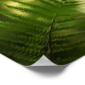 Fern Nature Foto Poster (Ecke)